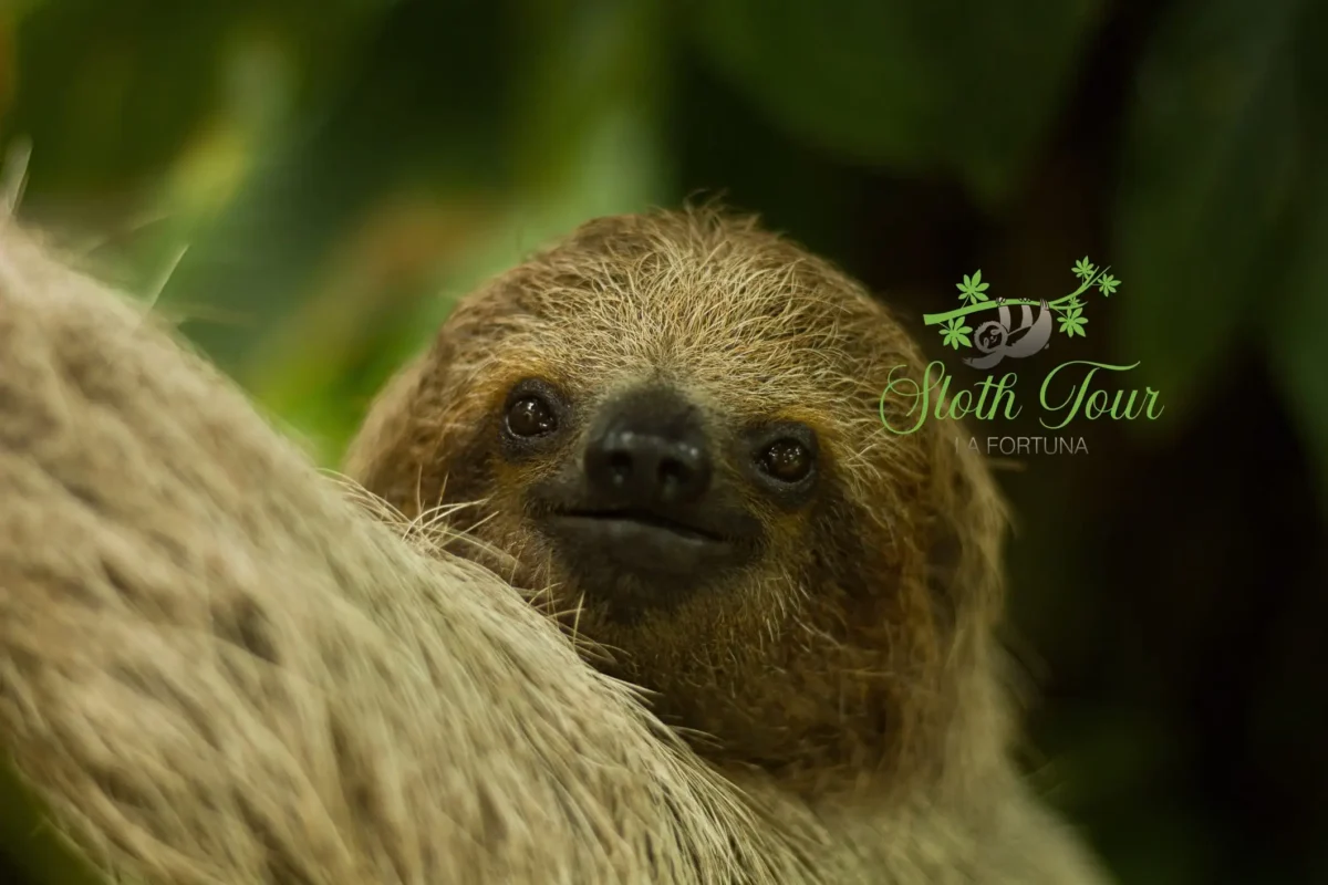 Sloth Tour La Fortuna Arenal Volcano Best Sloth watching tour