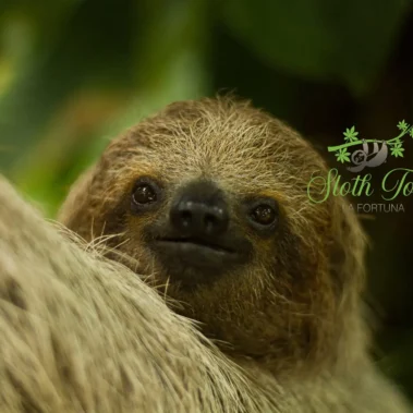 Sloth Tour La Fortuna Arenal Volcano Best Sloth watching tour